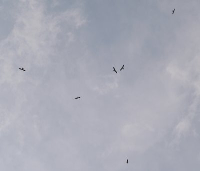 Swallow-tailed Kite - 8-4-2012 - 6 in kettle - Bledsoe Co. TN.