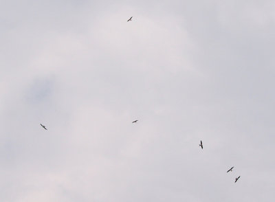 Swallow-tailed Kite - 8-4-2012 - 6 of 7 in kettle - Hywy 127 and Colledge Station - Bledsoe Co. TN.