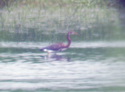 Tri-colored Heron - 7-14-2012 immature - Horn Lake Cutoff barrow pit, off Riverport Rd.