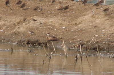 Ruddy Duck - 8-5-2012 - Ensley Pits,  adult female.  Gail's Duck here over 2 weeks.