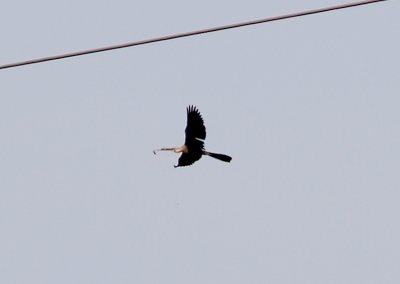 Anhinga - 8-5-2012 - female - fishing on TVA LAKE.