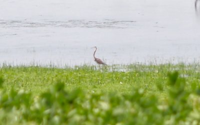 Tri-colored Heron - 7-29-2012 - immature 1 of 3 at Walls MS.