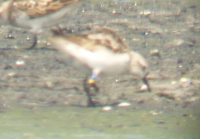 Semipalmated Sandpiper - 8-7-2012 - Banded in Canada