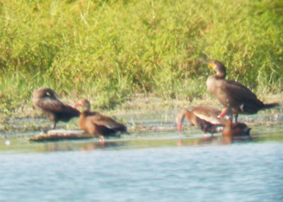 Neotropic Cormorant - 8-19-2012 - Immature - Ensley TVA Lake