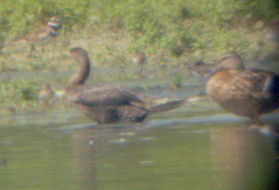 Neotropic Cormorant - 8-19-2012 Ensley 