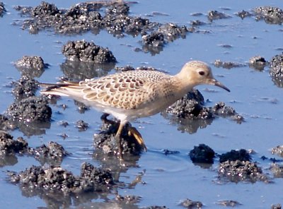 Buff-breasted Sandpiper - 8-20-2012 Ensley - immature.