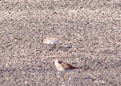 Bairds Sandpiper - 8-22-2012 - Ensley.