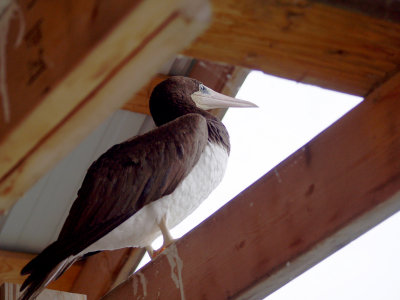 Brown Booby - 8-18-2012 - Lake Norrell AR.