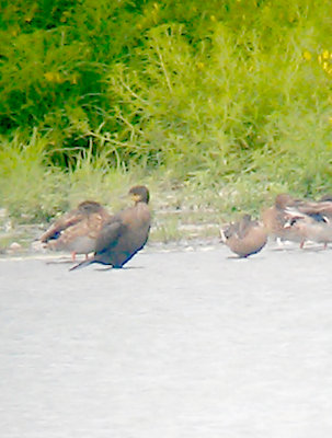 Neotropic Cormorant - 8-25-2012 - TVA Lake, Memphis with Mallards