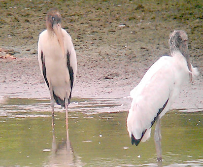 Wood Stork - 8-25-2012 - immature birds - age difference.