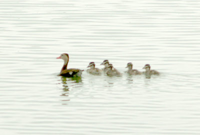 Black-bellied Whistling Duck - 8-25-2012 - late brood of 5.