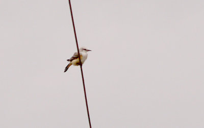 Scissor-tailed Flycatcher - 8-25-2012 - late hatching bird Presidents Island.