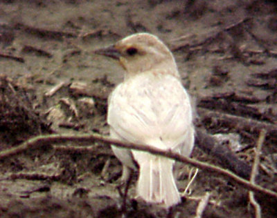 Leucistic and full to partially albinistic birds