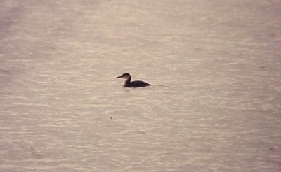 Red-necked Grebe - MS