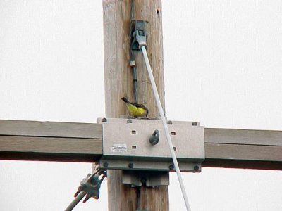 Western Kingbird - 6-6-04  First nest  for Mississippi