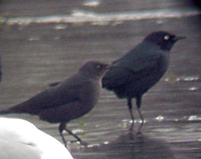 Bewer's Blackbird - male and female -