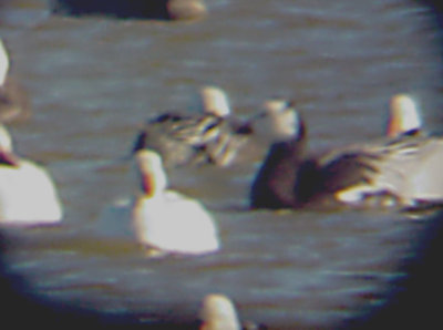 Ross's  Goose - Blue Morph!!!