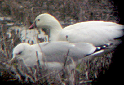 Ross's Goose and Ring-billed Gulls