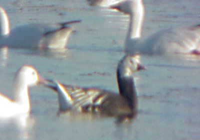 Ross's Goose