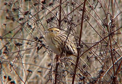 LeConte's Sparrow