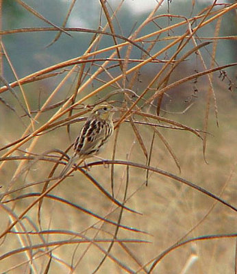 Nelson's Sharp-tailed Sparrow