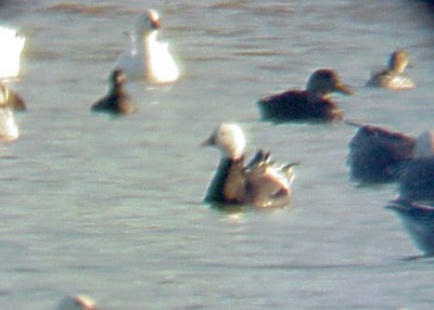 Blue Ross's Goose - No. 2 Lauderdale Waterfowl Refuge 12-30-07