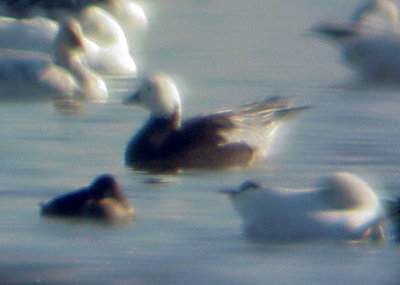 Ross's Goose - second bird