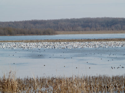 Geese - Lauderdale Waterfowl Refuge