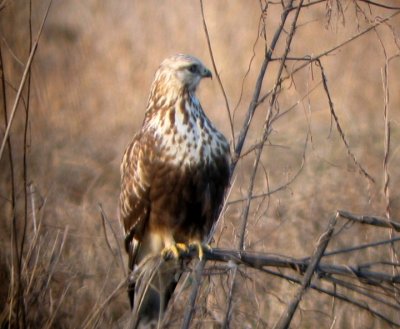 Rough-legged Hawks - winter 2007-2008
