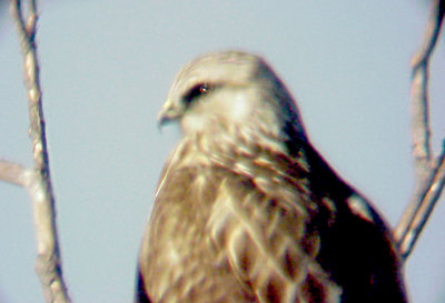 Rough-legged Hawk - 1-12-08