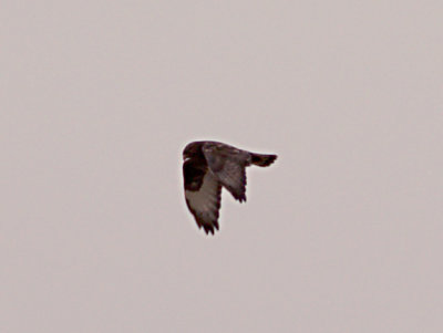 Rough-legged Hawk - Dk Morph adult - wing patterns