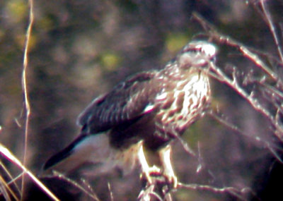 Rough-legged Hawk - 12-31-07