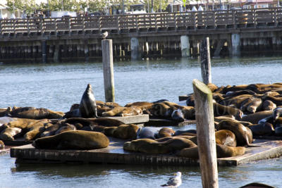 Pier 39 Seals
