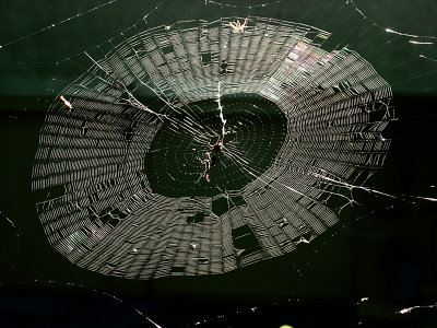 A spider web, not a CD6945