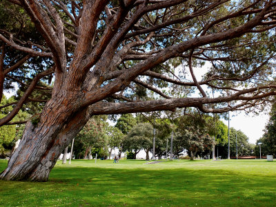 Tree, Santa Monica Park, Santa Monica, CA
