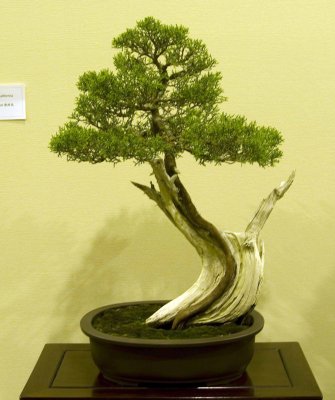 Juniperus, californica by Michael Choi