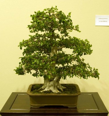 Carpinus turczaninovii by June Nguy