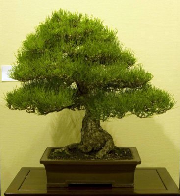 Pinus thunbergii by Phillip Luong