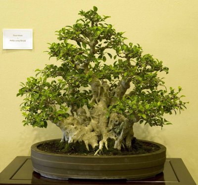 Ficus retusa by Phillip Luong