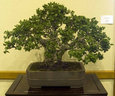 Quercus agrifolia by Al Nelson