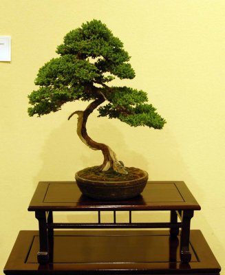 Juniperus c. 'procumbens' by Hank Sigimoto