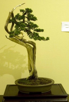 Juniperus c. 'itoigawa' by Gordon Tengan
