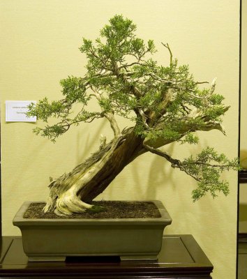 Juniperus california by Tom Vuong