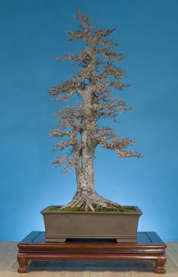  Ulmus parvifolia