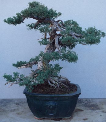 Juniperus squamata 'Prostata'