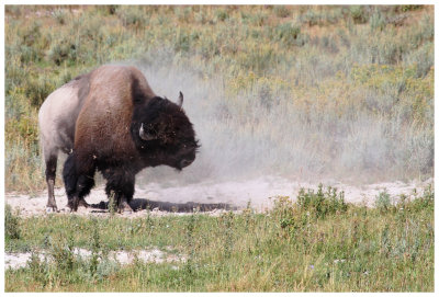 Dust Off - Bison, Yellowstone National Park