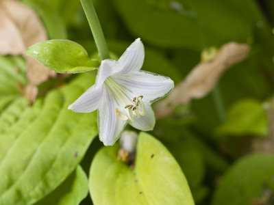 panasonic_gf1