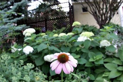 IMG_5706 copy.jpg
