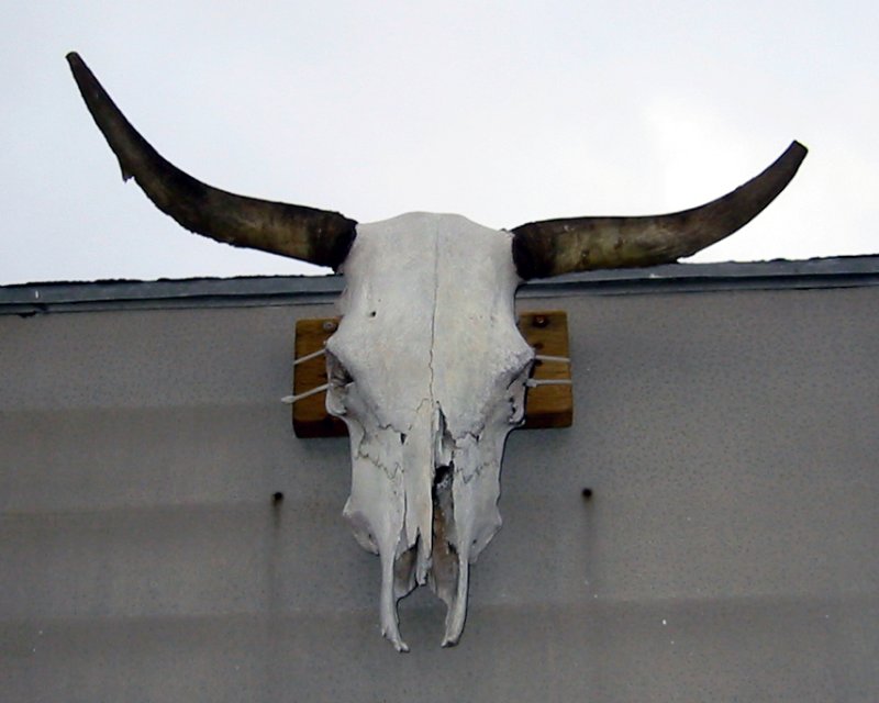 Skull.jpg