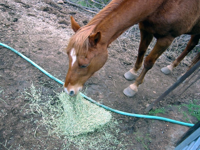 Maggie_Alfalfa_Hay.jpg